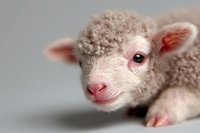 Newborn lamb with soft white wool and pink nose close-up portrait on light background. Young sheep looking at camera showing innocence and tenderness.