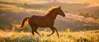 Brown horse galloping through golden grassland at sunset, with warm light illuminating the animal and surrounding landscape for equestrian and nature themes.