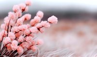 Delicate pink fluffy dried flowers on blurred background create soft romantic mood, suitable for wedding stationery, greeting cards and feminine designs.