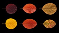 Autumn leaves in various stages of seasonal color change, isolated on transparent background. Ready for clipart, t-shirt design, stickers, print-on-demand products, and sublimation projects.