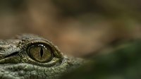 Close-up of reptile eye with golden iris and vertical pupil showing detailed scales and natural texture in wildlife photography.