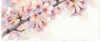 Delicate cherry blossom branch with soft pink flowers in watercolor style, spring botanical art for greeting cards and seasonal designs.