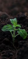 Young green tomato seedling emerging from dark rich soil, showing detailed leaf structure and tiny hairs on stem. Perfect for gardening, agriculture, and growth concept designs.