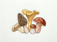 Botanical illustration of edible mushroom varieties including morel, chanterelle, and porcini on isolated white background, suitable for culinary, educational, and design applications.