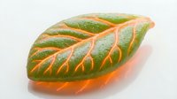 Syngonium podophyllum leaf with striking orange and green variegation, isolated on white background, suitable for botanical design and educational materials.