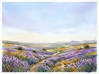 Lavender field landscape with rolling hills and purple wildflowers blooming across countryside terrain, suitable for travel, nature, and wellness design projects.