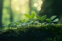 Young green sprouts growing on moss with natural bokeh background in morning light. Fresh spring growth symbolizes new beginnings and environmental concepts.