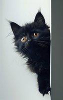 Curious black cat with bright amber eyes peeking from behind white wall, creating dramatic contrast. Close-up portrait shows fluffy fur and attentive expression.