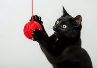 Black cat with yellow eyes batting at red hanging ornament ball on white background, isolated for holiday greeting cards, seasonal marketing, and festive design projects.