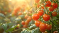 Fresh ripe cherry tomatoes growing on vine with water drops in morning sunlight, organic farming produce with natural bokeh background.