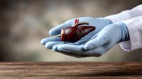 Medical professional in blue gloves holding anatomical model of human liver for healthcare education, organ donation, or transplant concept.