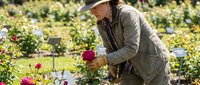Woman gardener in sun hat tending to colorful flower garden with pruning shears, cultivating blooming plants in sunny outdoor botanical setting for landscaping.