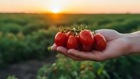 Fresh cherry tomatoes in cupped hands at sunset over agricultural field. Organic farming harvest concept for healthy eating and sustainable agriculture.