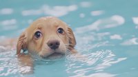 Young golden retriever puppy swimming in turquoise pool water with adorable expression and wet fur, close-up view of face showing bright eyes and nose above waterline.