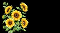 Bright yellow sunflowers with green stems and leaves isolated on transparent background. Ready for t-shirt designs, clipart, stickers, print-on-demand products, and sublimation projects.
