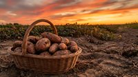 Fresh harvested potatoes in wicker basket on farm field during golden sunset with dramatic orange sky and agricultural landscape background.