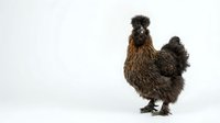 Fluffy brown Silkie chicken with feathered feet standing on white background, isolated poultry bird for farm and agriculture designs.