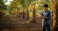 Male farmer of South Asian descent inspecting fresh dates in palm plantation during harvest season, agricultural work and crop management.