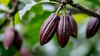 Fresh ripe cocoa pods growing on tree branch with green leaves in background, showing natural cultivation process of chocolate making in tropical plantation.