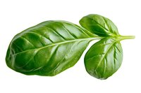 Fresh green basil leaves with prominent veins isolated on white background, macro view. Culinary herb for Mediterranean cuisine and food design.