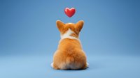 Cute corgi puppy sitting from behind with a red heart above, on a soft blue background. Adorable pet love concept for cards and social media.