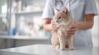 Veterinarian examining orange tabby cat during medical checkup at modern animal clinic with professional healthcare equipment in background.