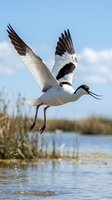 Pied avocet bird taking flight from wetland water with wings spread wide against blue sky and clouds in natural habitat for wildlife photography.