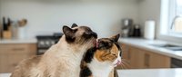 Two domestic cats sitting together in a modern kitchen, one cream-colored and one calico, looking upward with curious expressions near countertop.
