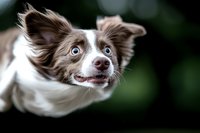 Brown and white border collie with bright blue eyes and expressive face looking directly at camera against dark blurred background, showing playful happy expression.