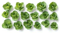 Fresh savoy cabbage leaves arranged in neat rows on white background, isolated organic produce for healthy eating and cooking design projects.