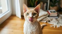 Orange tabby cat with tongue out sitting indoors near window with houseplants in cozy living room setting for pet care and feline behavior content.