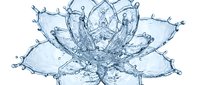 Water splash forming lotus flower shape with droplets and crown-like petals on white background. Liquid art concept for spa wellness meditation designs.