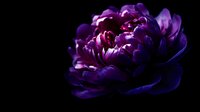 Purple peony flower blooming against dark background with dramatic lighting and rich violet petals for luxury floral designs and botanical artwork.