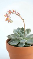 Blooming succulent plant with pink and yellow flowers in terracotta pot isolated on white background, suitable for home decor, gardening, and botanical design projects.