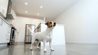 Small white and brown Jack Russell Terrier dog standing in modern minimalist kitchen with stainless steel appliances and clean white cabinets.