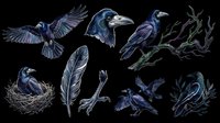 Raven and crow isolated design elements on transparent background, ready for t-shirt printing, clipart, stickers, sublimation and print-on-demand projects.