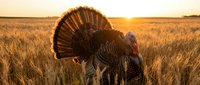 Wild turkey male displaying fanned tail feathers in golden wheat field at sunset, showcasing natural behavior and plumage in rural agricultural landscape.