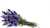 Fresh lavender bouquet with purple blooms and green stems isolated on white background for aromatherapy, spa treatments, and natural wellness designs.