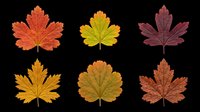 Autumn maple leaves in various fall colors isolated on transparent background, ready for t-shirt design, clipart, stickers, sublimation and print-on-demand projects.