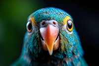 Extreme close up macro portrait of turquoise blue exotic bird with orange beak and eyes against dark background, showing detailed feather texture and vibrant colors.