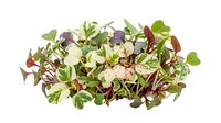Microgreens mix with purple radish, mustard, and broccoli sprouts isolated on white background, ready for culinary and design applications.