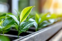 Fresh green tea leaves growing in cultivation tray, showing vibrant young shoots with water droplets in morning light, selective focus on tender leaf tip.