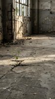 Small green plant growing through cracked concrete floor in abandoned building with barred windows, symbolizing hope, resilience and new life emerging from decay.