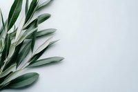 Fresh green olive branch with leaves on clean white background, natural botanical element for organic design projects and Mediterranean themes.