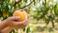 Hands holding fresh ripe peach in orchard garden with blurred green foliage background. Harvest concept for agriculture, farming, organic produce, and food photography.