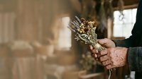 Senior man with weathered hands holding dried golden wheat bundle indoors, rustic agricultural setting with warm natural lighting and blurred background.
