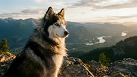 Majestic husky dog sitting on mountain cliff overlooking valley at golden hour sunset. Adventure companion enjoying scenic wilderness landscape view.