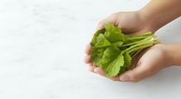 Fresh green cilantro herb bunch held in hands against white background, suitable for cooking, recipe, and food preparation design projects.
