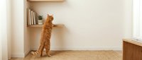 Curious ginger tabby cat standing on hind legs, exploring a wooden shelf with books and plant in a cozy minimalist home interior.