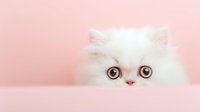 Adorable white Persian kitten with big round eyes peeking over pink surface, creating minimalist composition for pet care advertising.